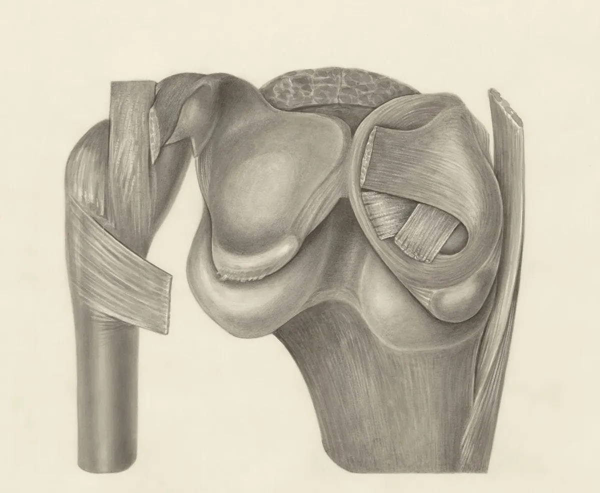 ภาพวาดกายวิภาคข้อเข่า